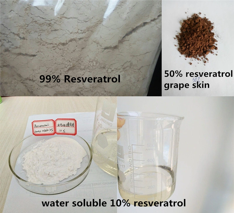 Plant Extract Manufacturer Bulk 10%-98% 99% Resveratrol Powder
